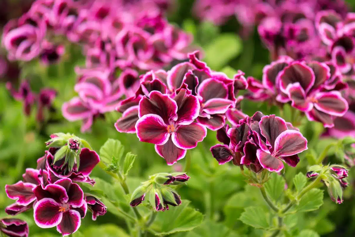 Citronella: een natuurlijk wapen tegen insecten