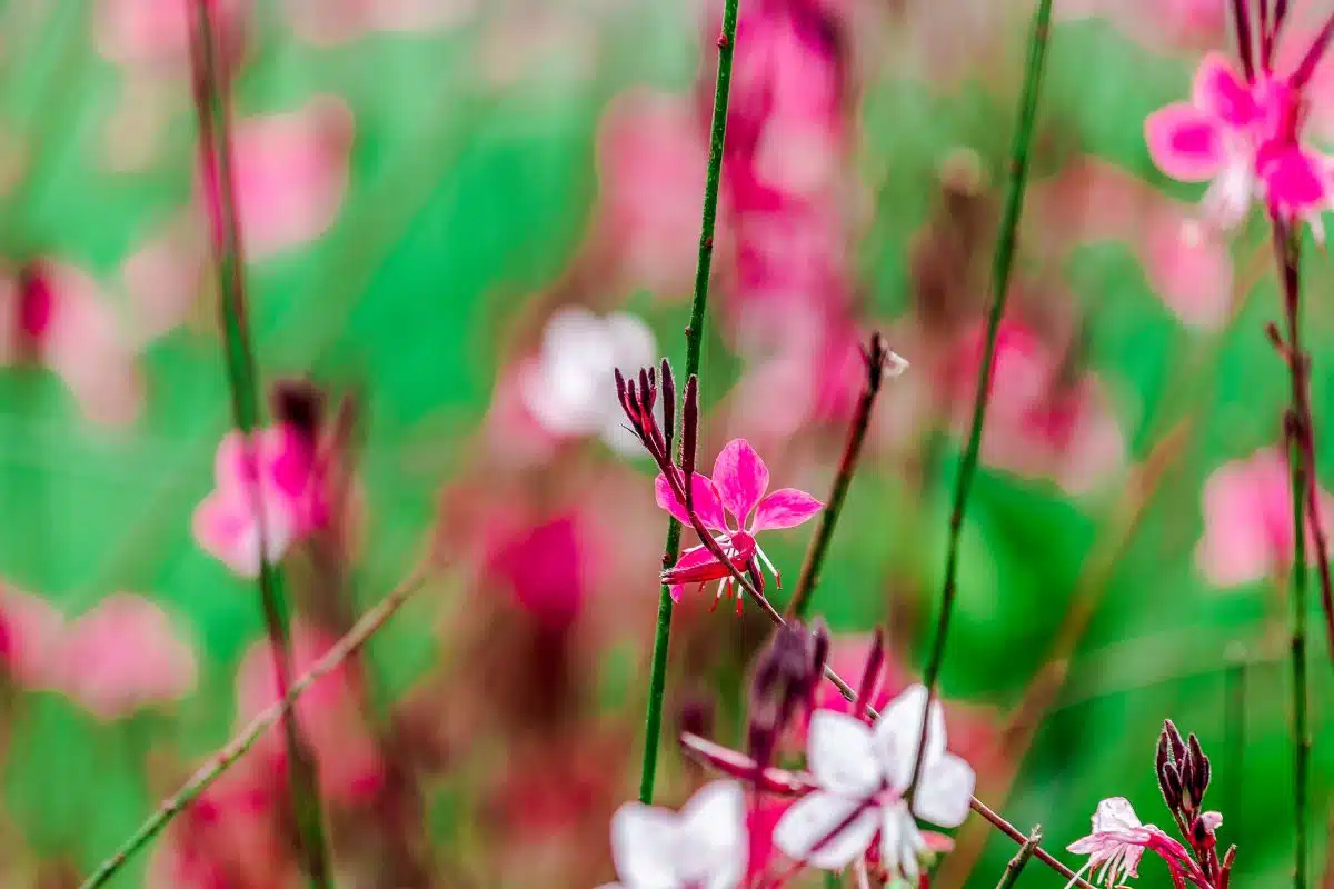 De veelzijdige charme van Gaura lindheimeri