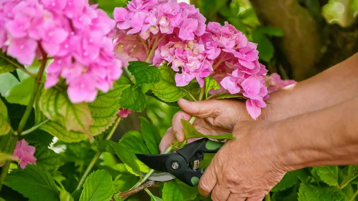Het herfstritueel van hortensia's snoeien: een belofte van bloei