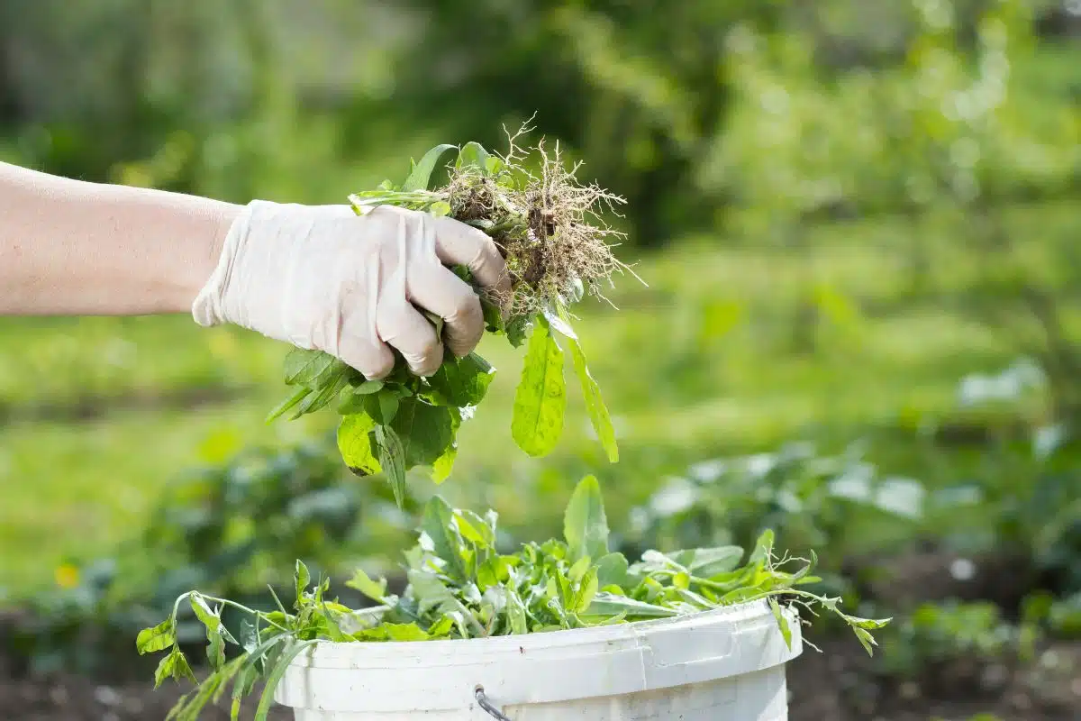 Natuurlijke onkruidbestrijding: een groen alternatief met azijn