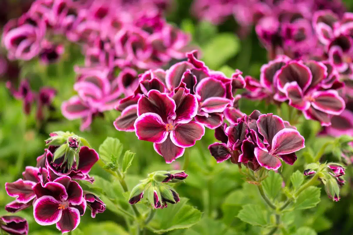 Ontsnap aan muggen met de veelzijdige pelargonium