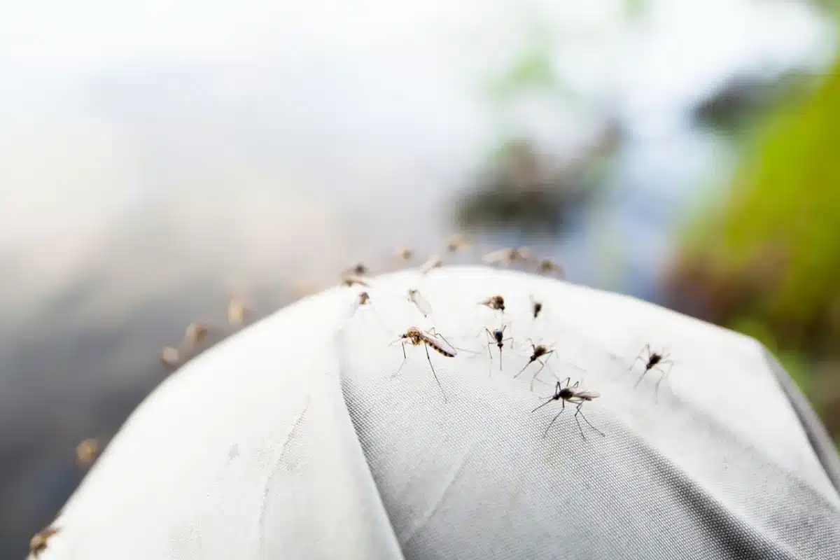 Toiletpapier als natuurlijk wapen tegen muggenoverlast